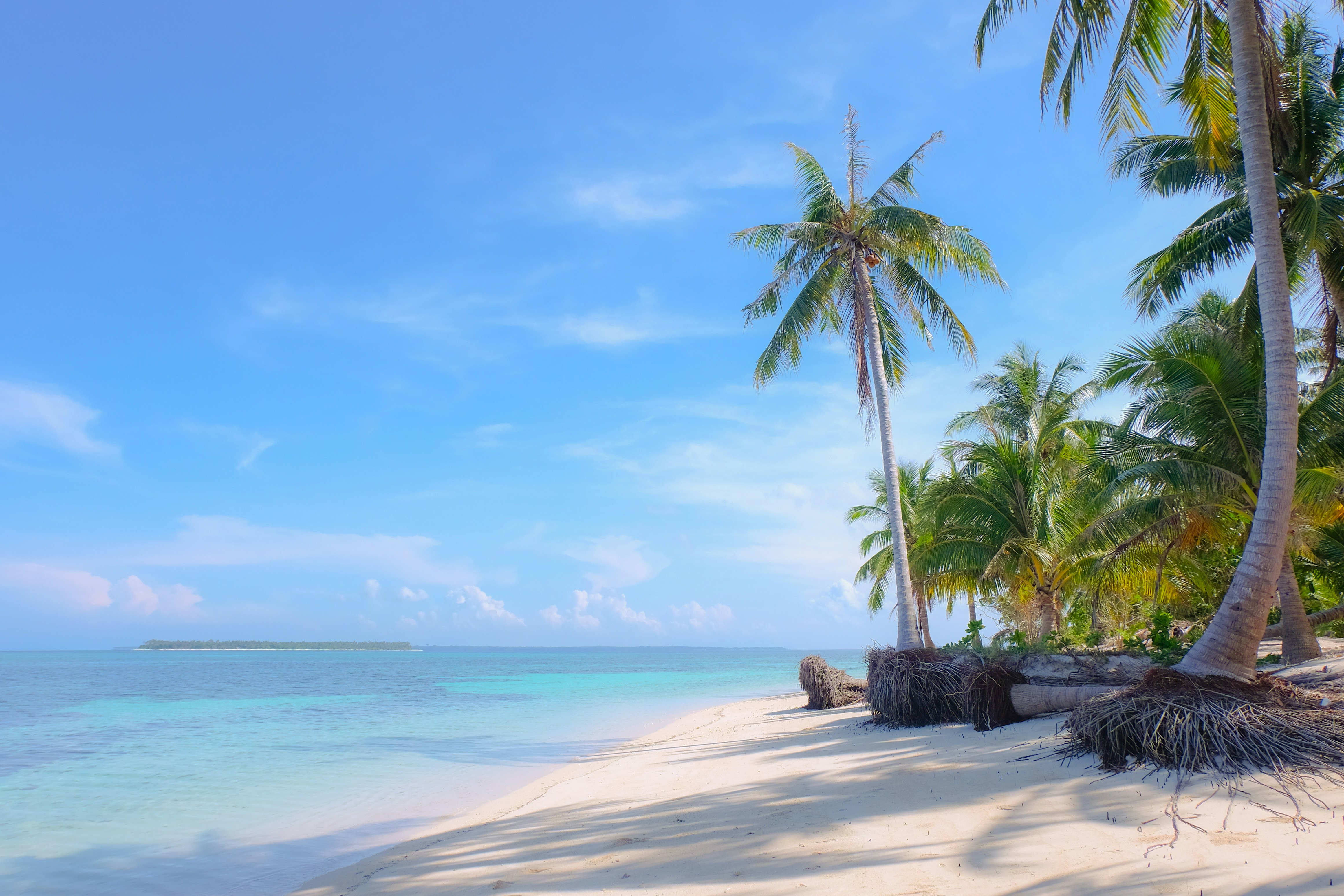 Palm Trees on a Beach
